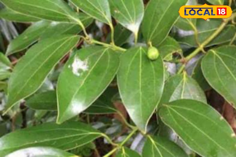 Moradabad news, hindi news, local news, up news, मुरादाबाद समाचार, हिंदी समाचार, लोकल समाचार, यूपी समाचार।