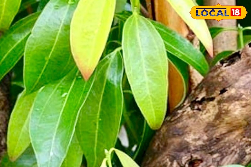 Moradabad news, hindi news, local news, up news, मुरादाबाद समाचार, हिंदी समाचार, लोकल समाचार, यूपी समाचार।