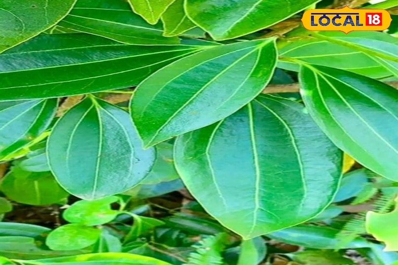 Moradabad news, hindi news, local news, up news, मुरादाबाद समाचार, हिंदी समाचार, लोकल समाचार, यूपी समाचार।