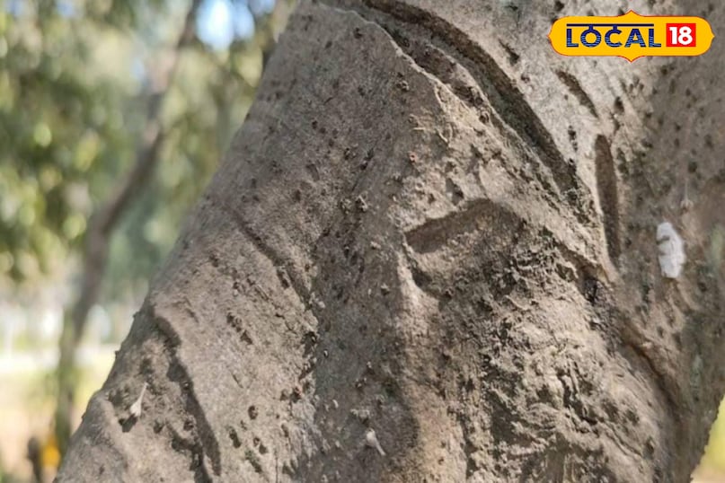 Moradabad news, hindi news, local news, up news, मुरादाबाद समाचार, हिंदी समाचार, लोकल समाचार, यूपी समाचार।