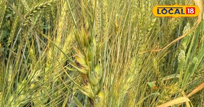 गेहूं की फसल में लगने वाले रोग