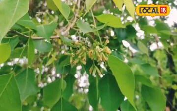 Sheesham: King of Furniture, Treasure of Medicine! Discover its Health & Economic Benefits