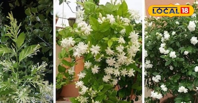 राज की रानी हो या फिर चमेली आपके घर की बालकनी को रात में महका देगा