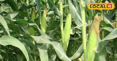 जायद की सीजन में मक्के की खेती देगी अच्छा मुनाफा 