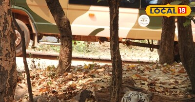 राजगीर जू सफारी में सफेद बाघ ‘केसरी’