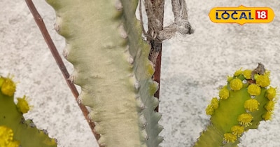 कहा लगाने चाहिए घर पर ये नुकीले पौधे