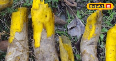 बीपी और यूरिक एसिड कंट्रोल करने वाली पहाड़ी औषधि