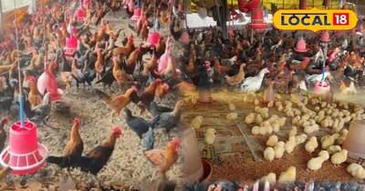 मुर्गी पालन