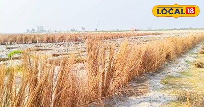 गंगा की रेती में फूस से तैयार तरबूज की फसल.