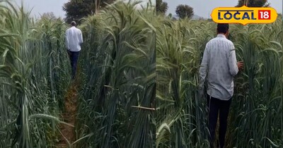 6 फीट हाइट वाला गेहूं