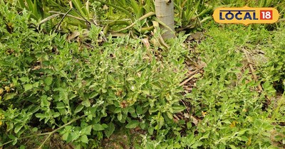 अश्वगंधा की नर्सरी से कमाई 