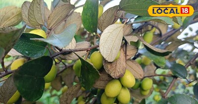 बेर की खेती की देखभाल कैसे करें 