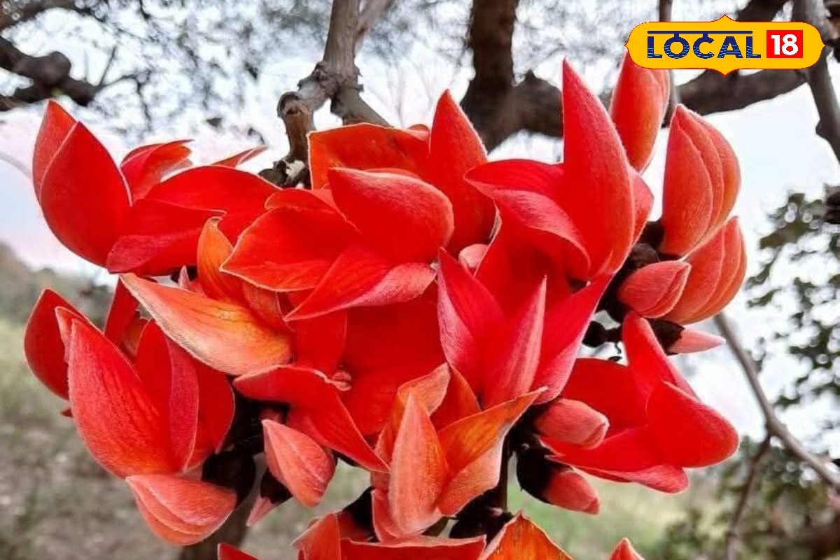 औषधीय गुणों की खान है ये फूल, कई बीमारियों को चुटकियों में करता है दूर! फूल-पत्ती के साथ छाल भी फायदेमंद