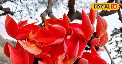 पलाश के फूलों को टेसू के फूल भी कहा जाता है.