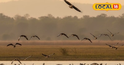 प्रवास से वापस लौटना शुरू हुए प्रवासी पक्षी.