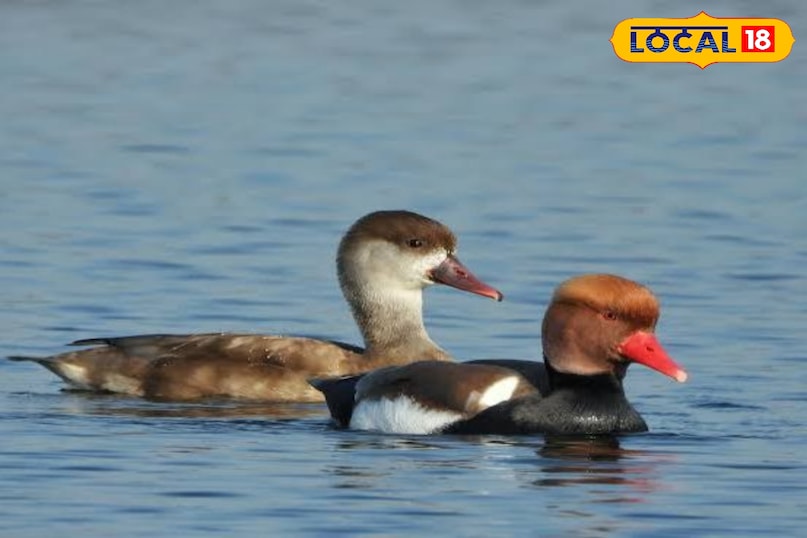 red creasted pochard 