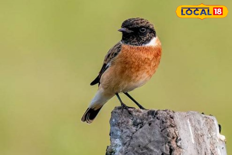 Siberian stonechat 