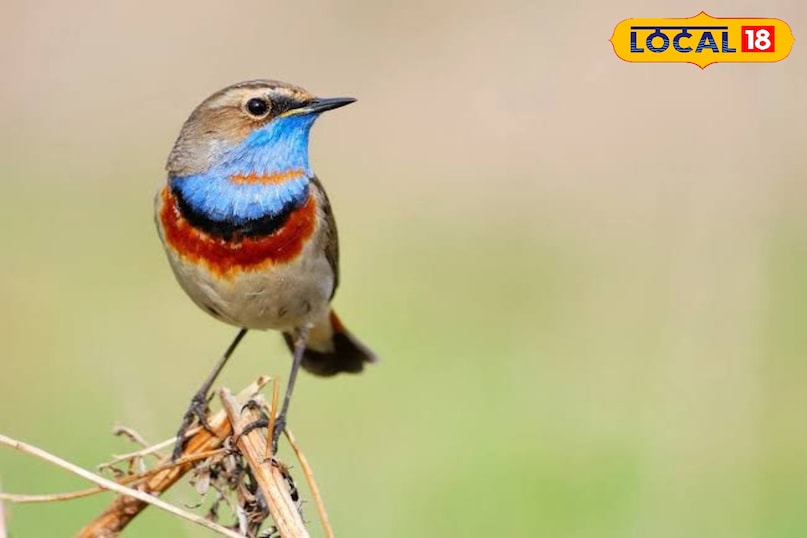 Siberian bluethroat 