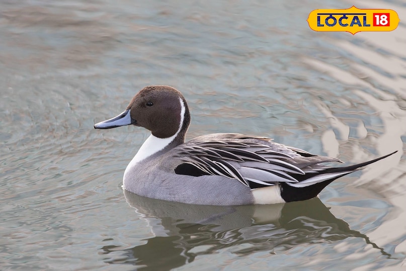 northern pintail 