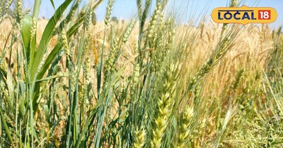 यह रोग गेहूं और चना दोनों फसलों में देखा जा सकता है.