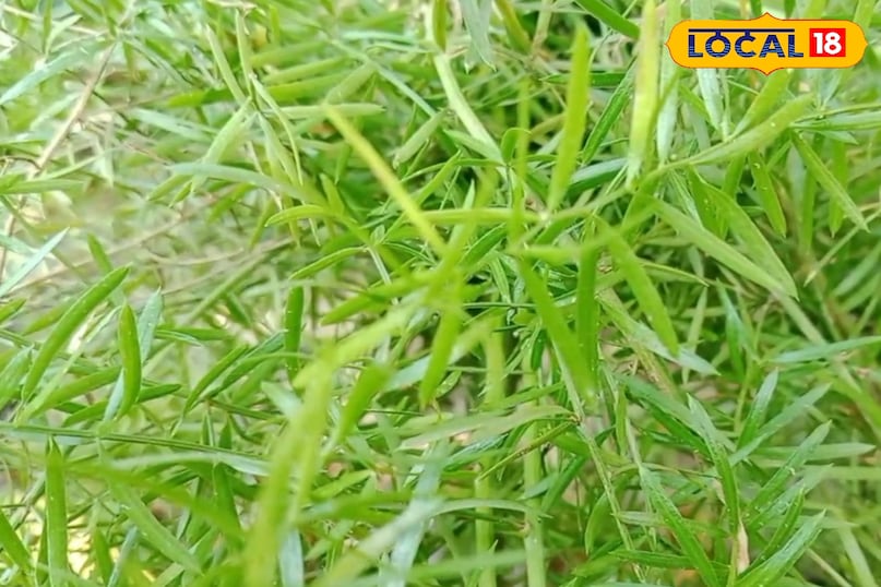 অ্যাসপারাগাস উদ্ভিদ 