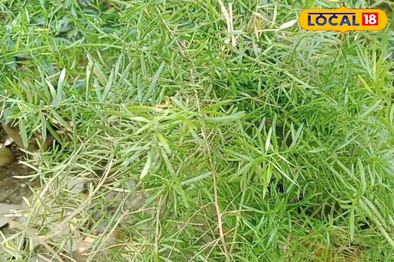 পাচনতন্ত্র 