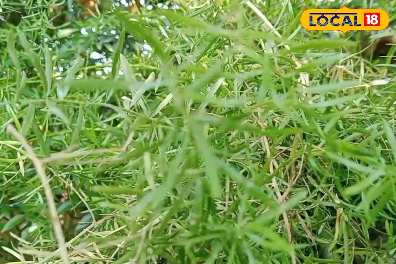 উদ্ভিদ বৃদ্ধি 