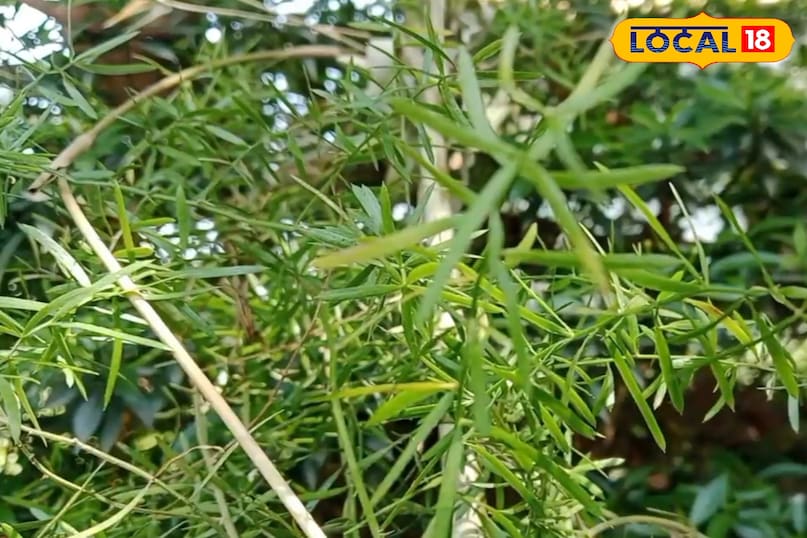 চাষে অ্যাসপারাগাস 