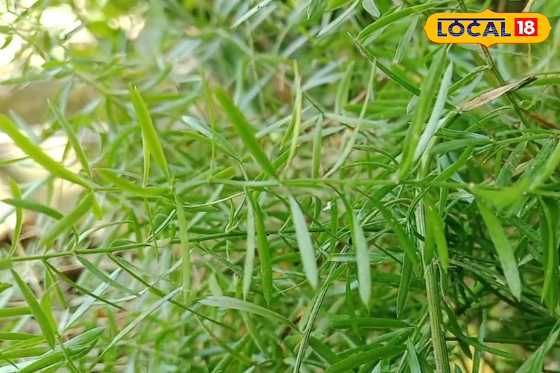 নিষ্কাশন মাটি