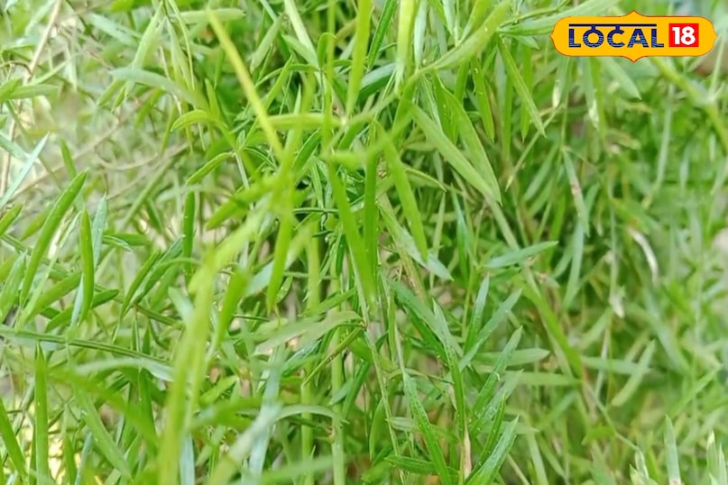 ফার্মাসিউটিক্যাল ব্যবসা 