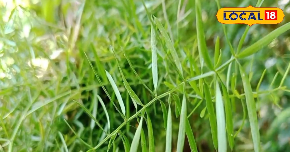 महिलाओं के लिए अमृत समान है ये पौधा, सिर्फ एक बार लगाएं, सालों साल पाएं अनगिनत फायदे