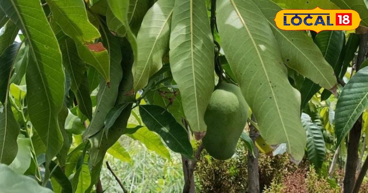 सेहत के लिए चमत्कारी औषधि है ये पत्ता, BP-डायबिटीज को करता है कंट्रोल