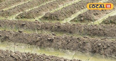 मेड विधि से प्याज़ की बुवाई