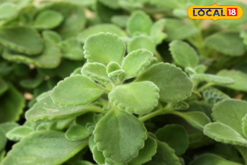 ভারতীয় বোরেজ 