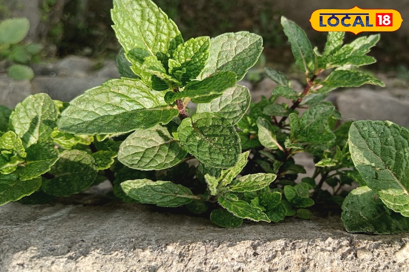 পুদিনার উপকারিতা 