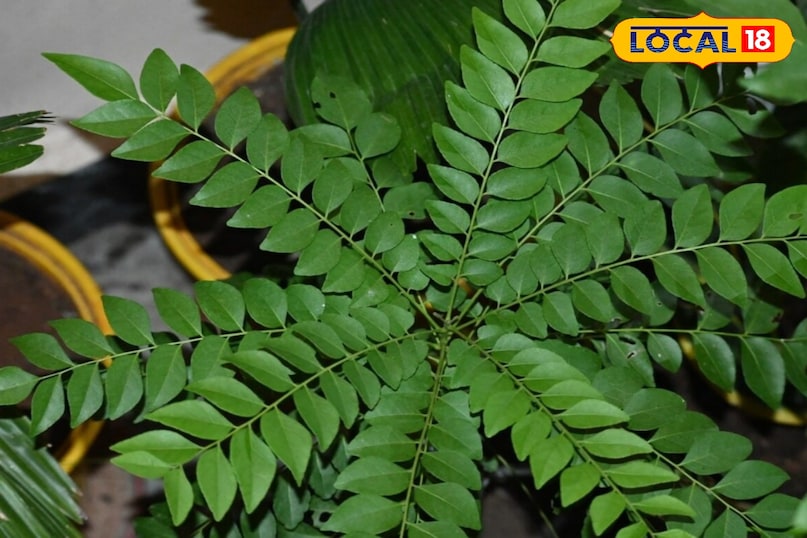 কারি পাতা বাড়ান 