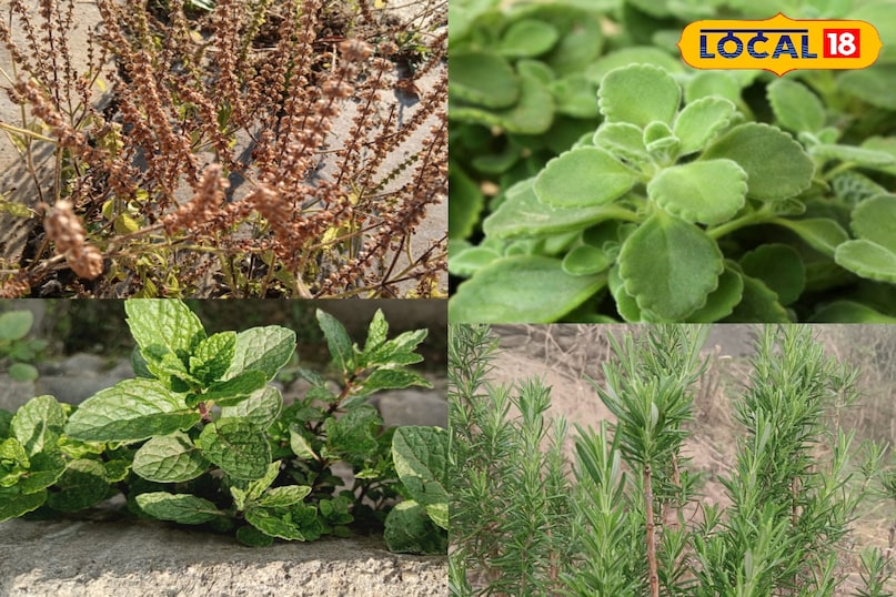 আপনার বাড়ির চারপাশে এই ঔষধি গাছ বাড়ান 