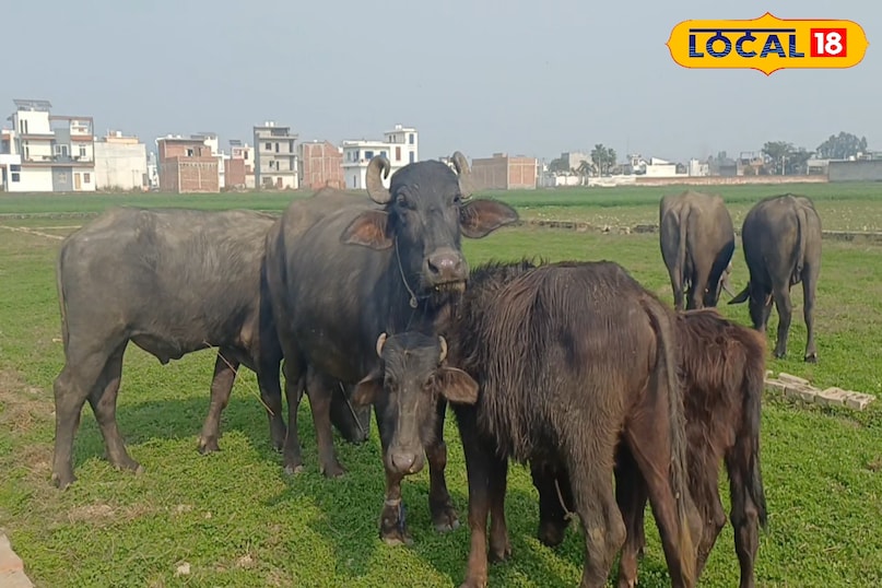 डेयरी