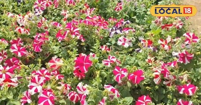 पौधों का बिजनेस