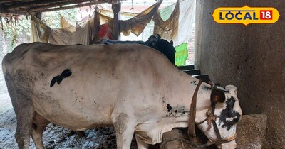 पशु पालन