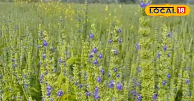 पलामू के किसान कर रहे चिया सीड्स की खेती