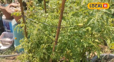 एक गमले में ,4-5 केजी टमाटर, यकीन नहीं होता तो खुद ही देख लीजिए, बस यह दो-तीन का