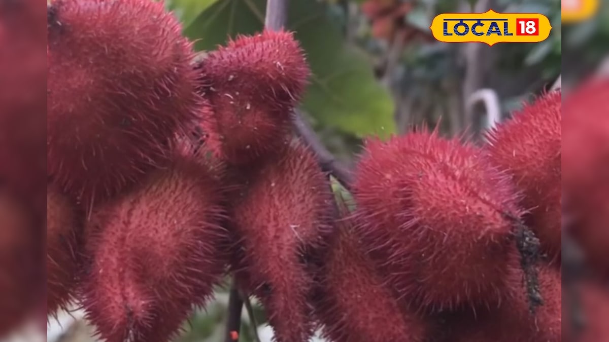 आपने देखा है सिंदूर का पौधा? खेती से मालामाल होंगे किसान, कई बीमारियों में भी कारगर