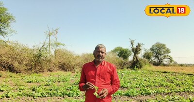 खीरा की खेती