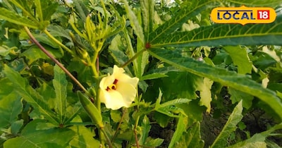 भिंडी के साथ धनिया लगा सकते हैं.