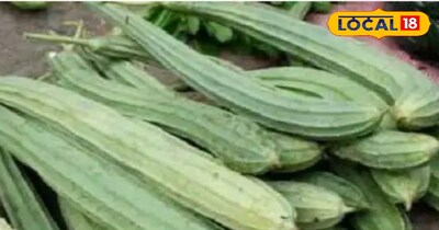 45 दिन में खेत से मंडी: तोरी, लौकी उगाएं, बंपर कमाई करें!