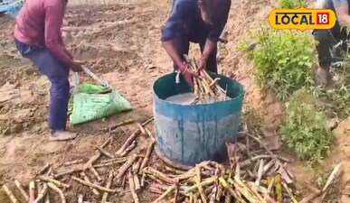 CO 0118 गन्ना दिलाएगा बंपर मुनाफा: 600 क्विंटल प्रति एकड़ उपज.