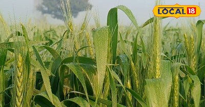 गेहूं की फसल की देखभाल 