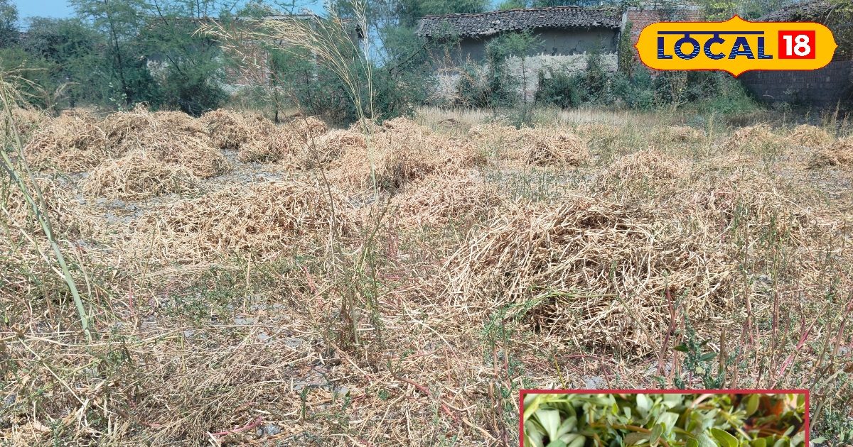 लाजवाब सब्जी, ₹30 में बोएं, 15 दिन में तैयार, 3 महीने रोज खाएं, जितना काटेंगे उतना बढ़ेगी