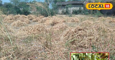 मलमला या नौनिया भाजी 